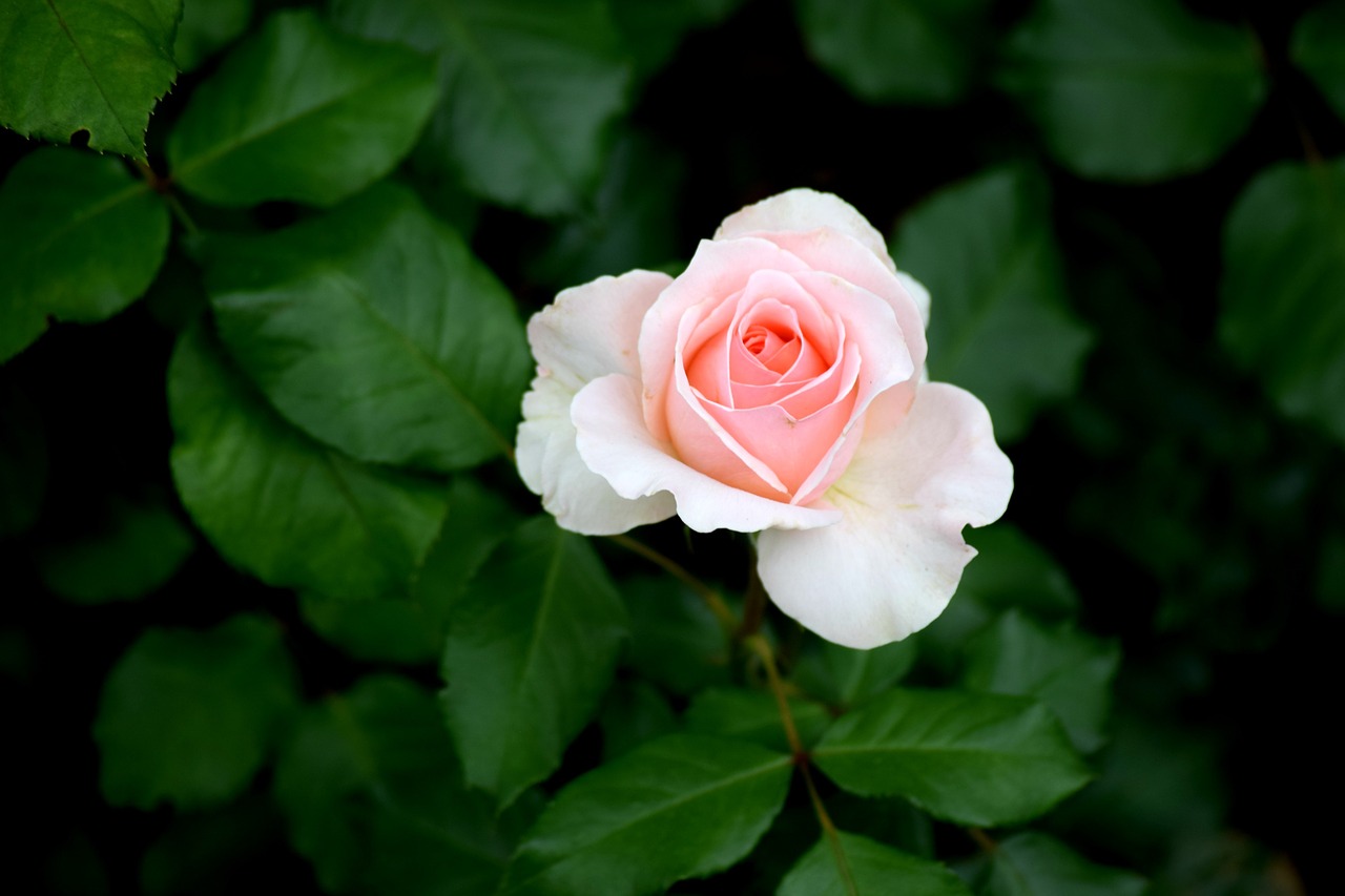 pink rose rose flower free photo