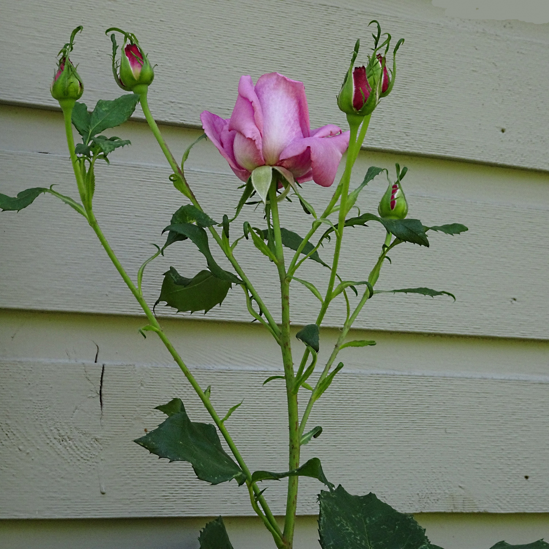 pink rose buds free photo