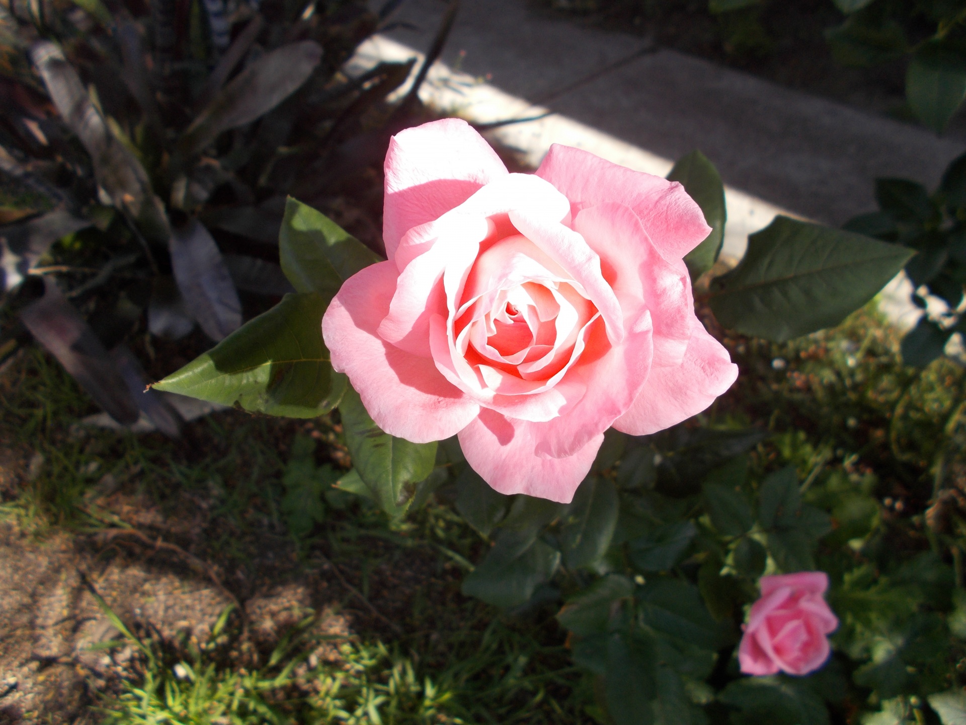 lovely pink flower free photo