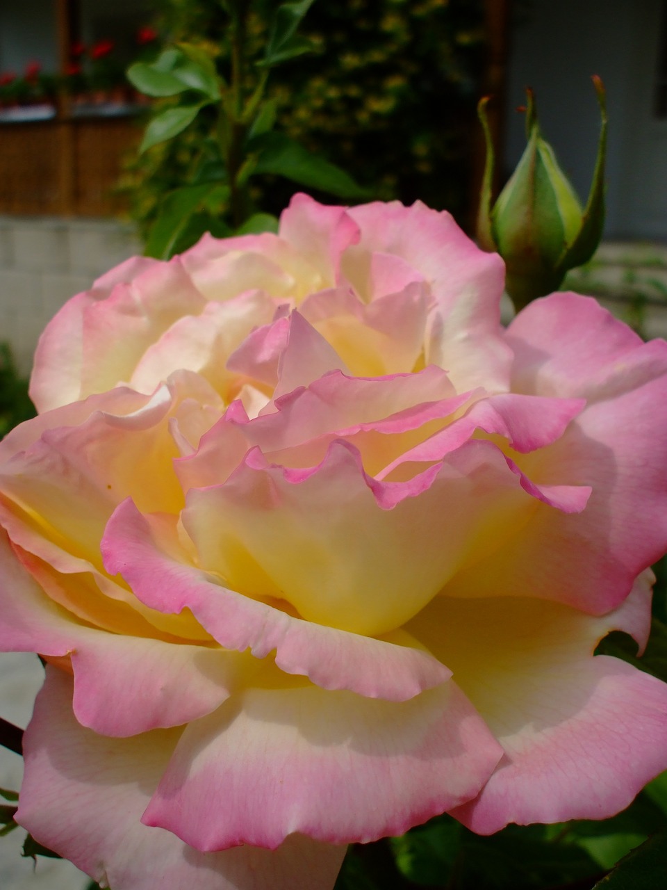 pink rose rose bloom free photo