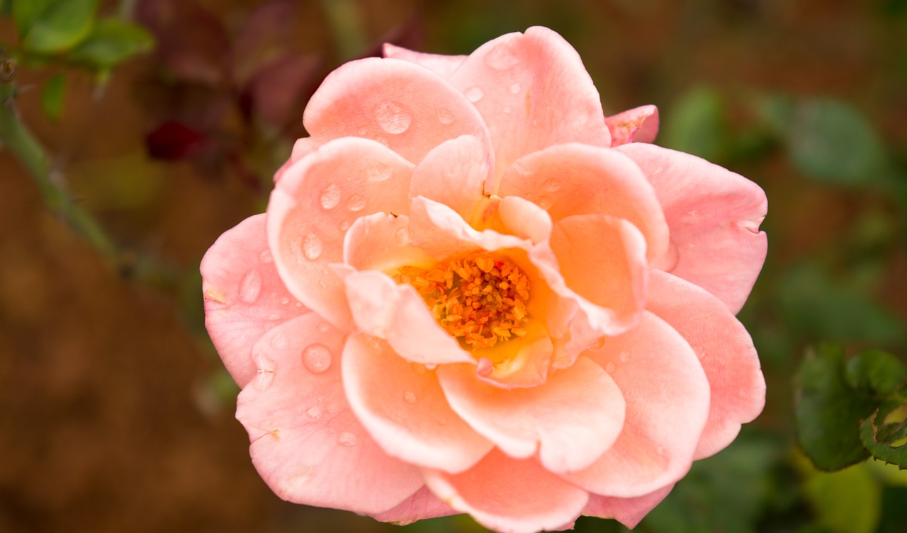 pink rose flower botany free photo