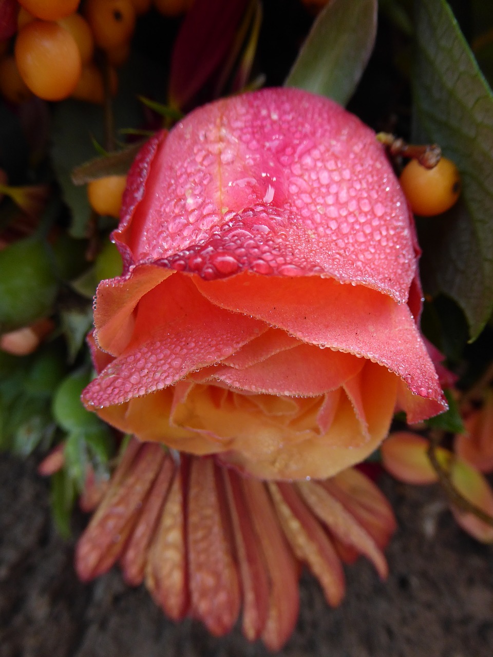 pink rose dew macro free photo