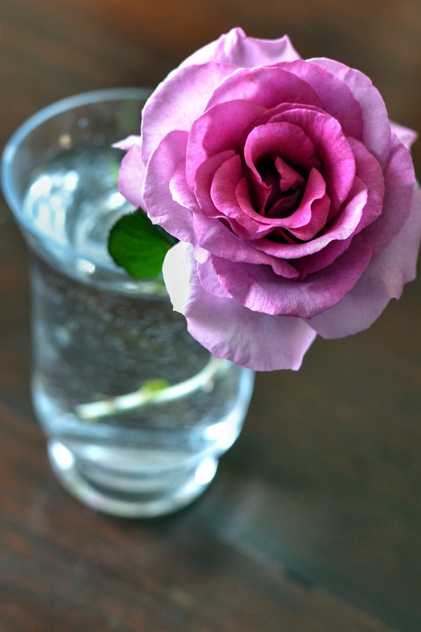 pink rose fragrant flower pot free photo