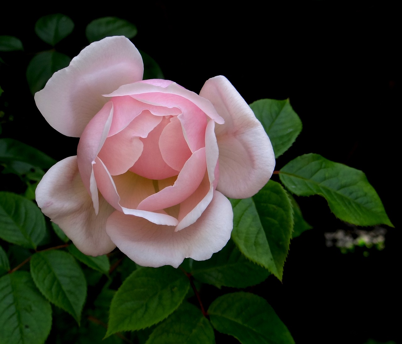 pink rose rose flower free photo