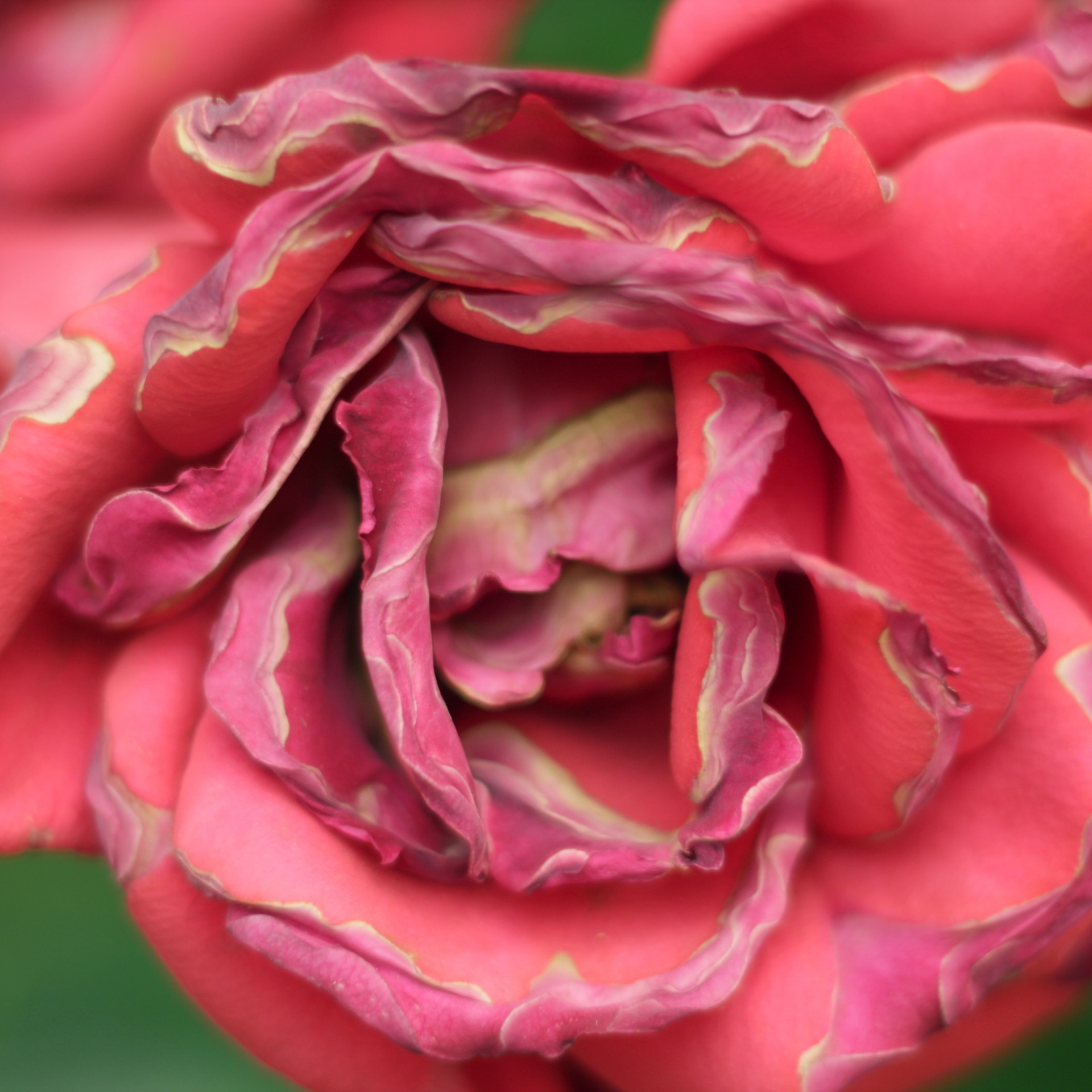 pink rose siding free photo