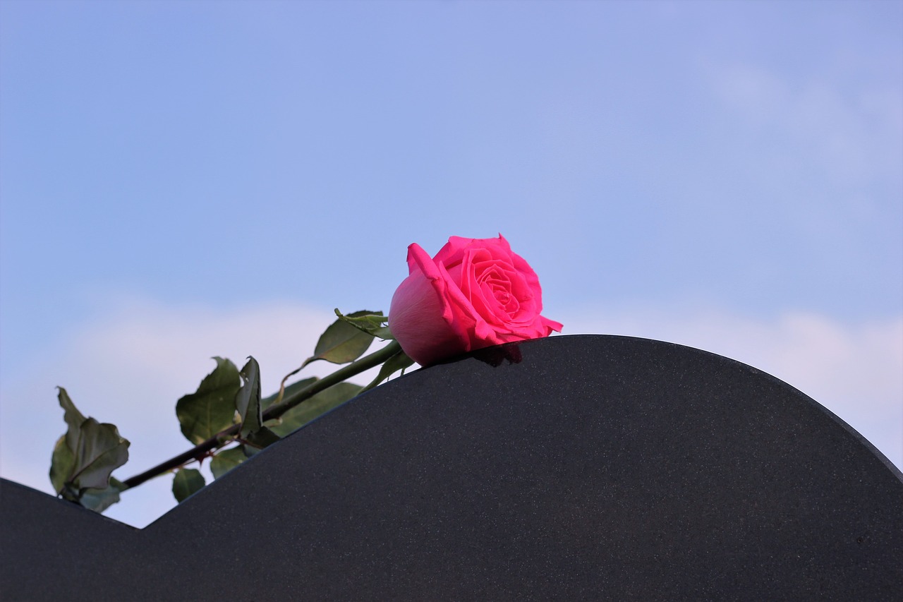 pink rose heart gravestone love free photo