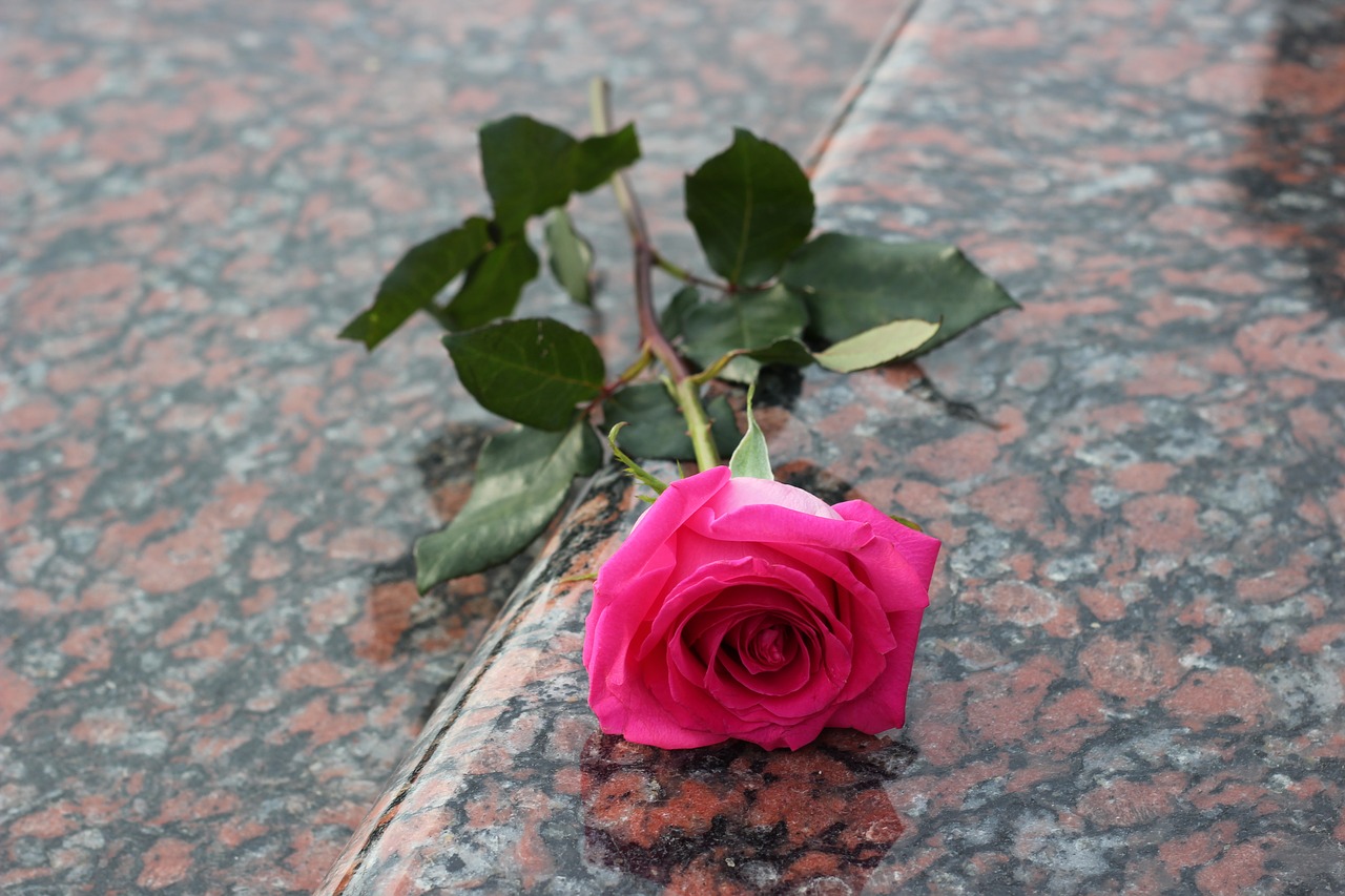 pink rose red marble gravestone free photo