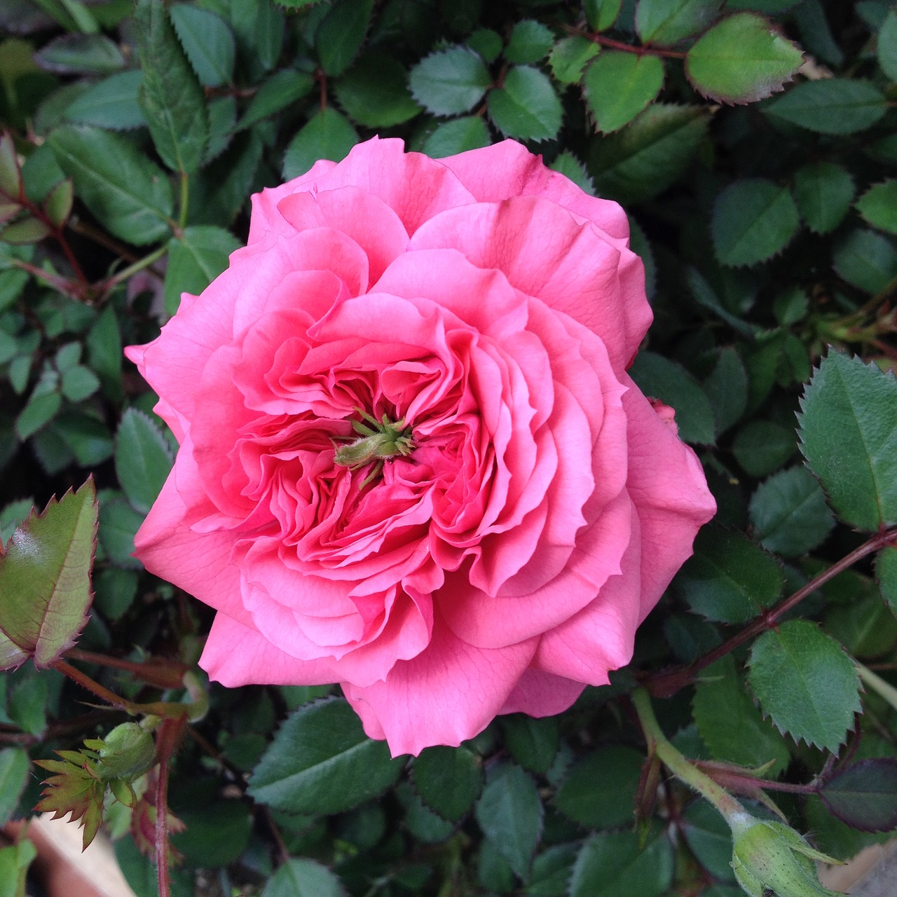 pink rose rose rose splendor free photo