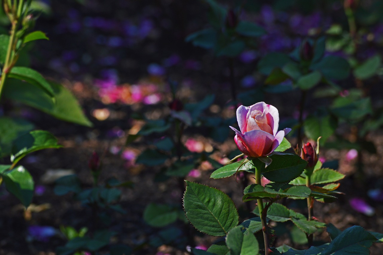 pink rose chicago botanic gardens flowers free photo