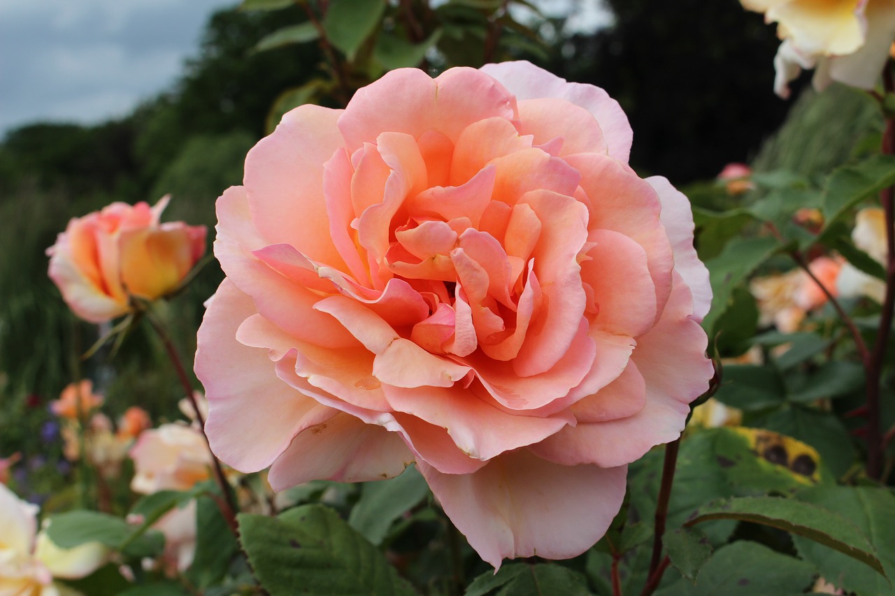 pink rose rose lachs close free photo