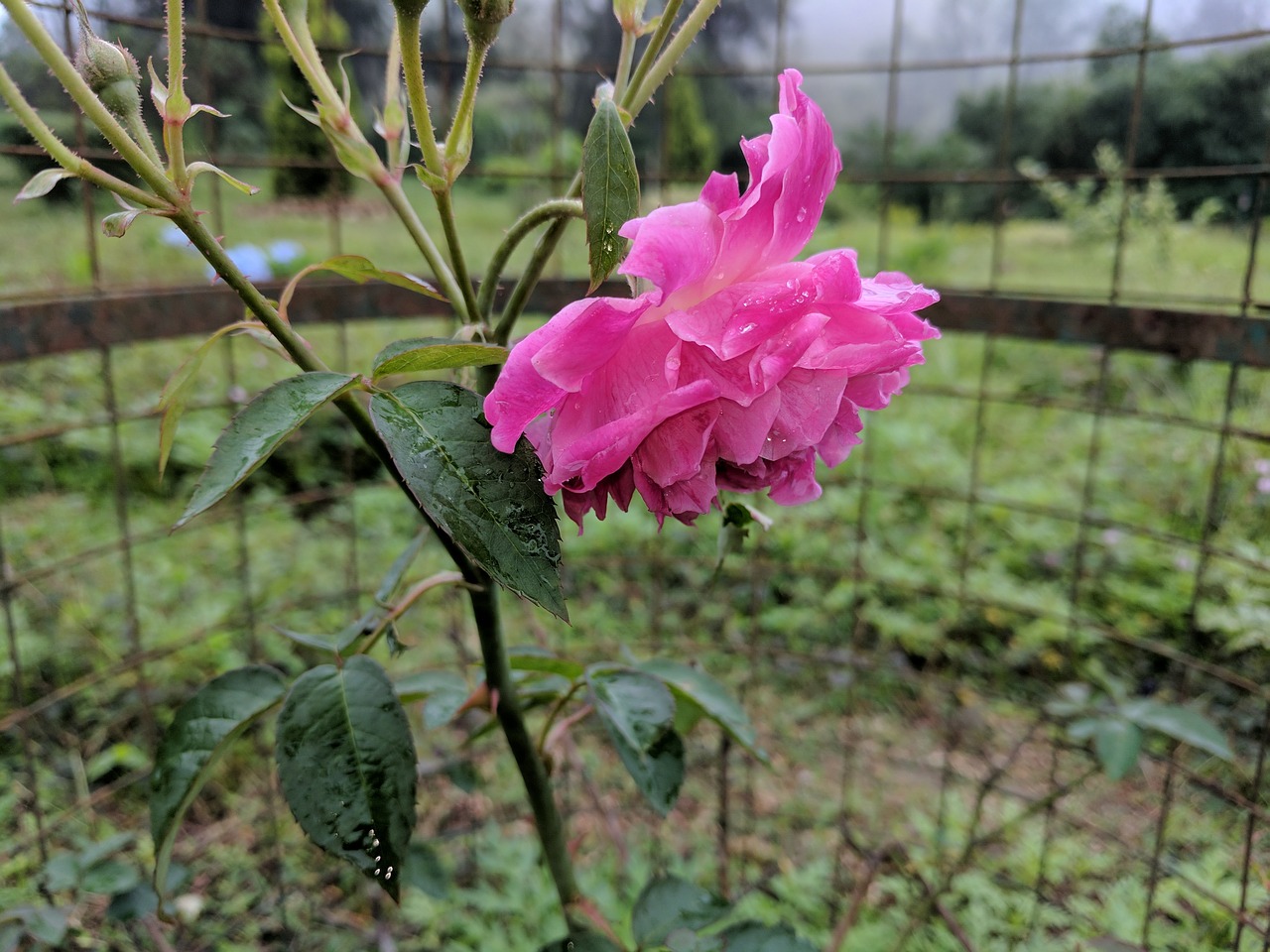 pink rose nature flower free photo