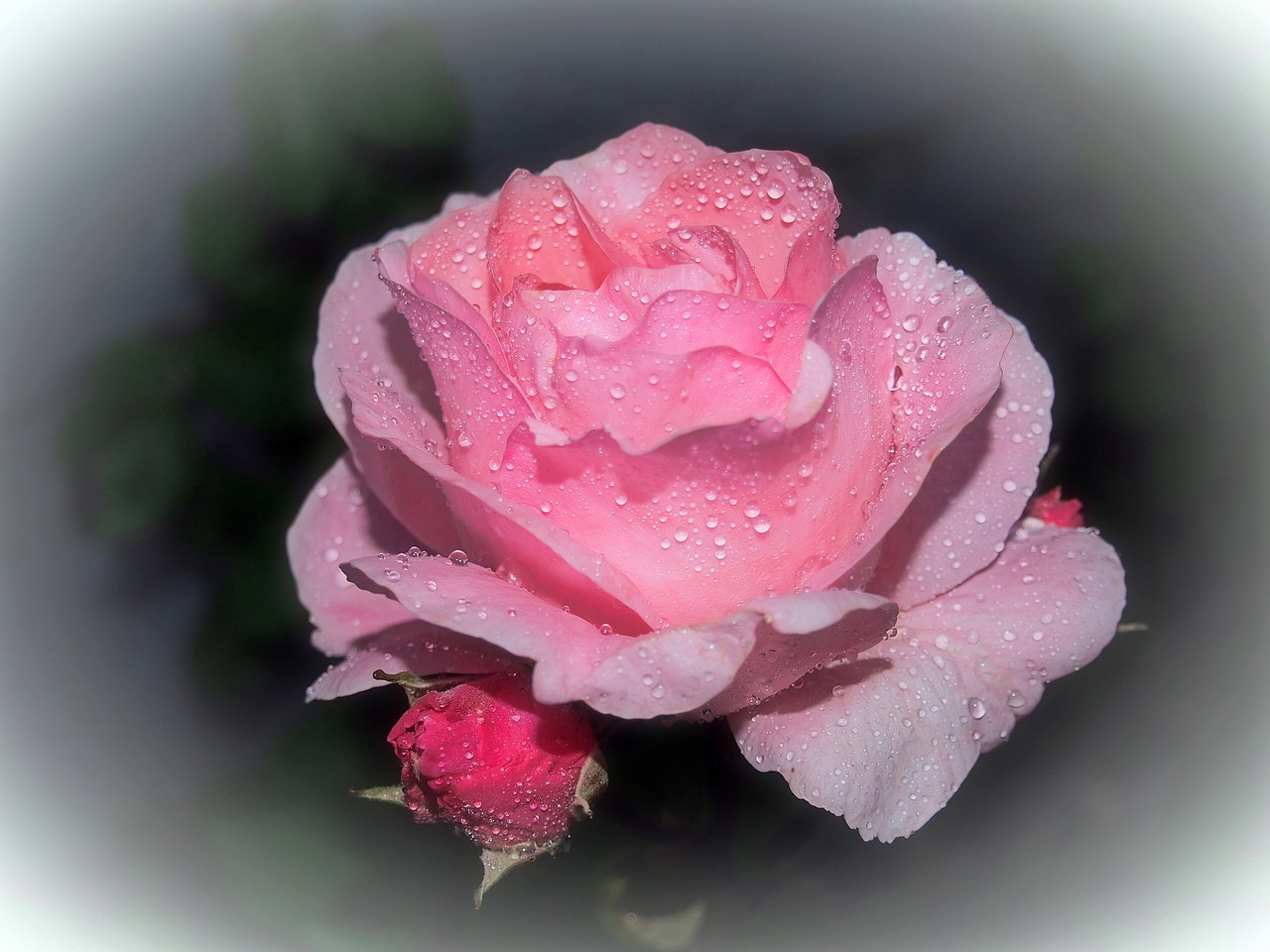 pink rose ros flower free photo