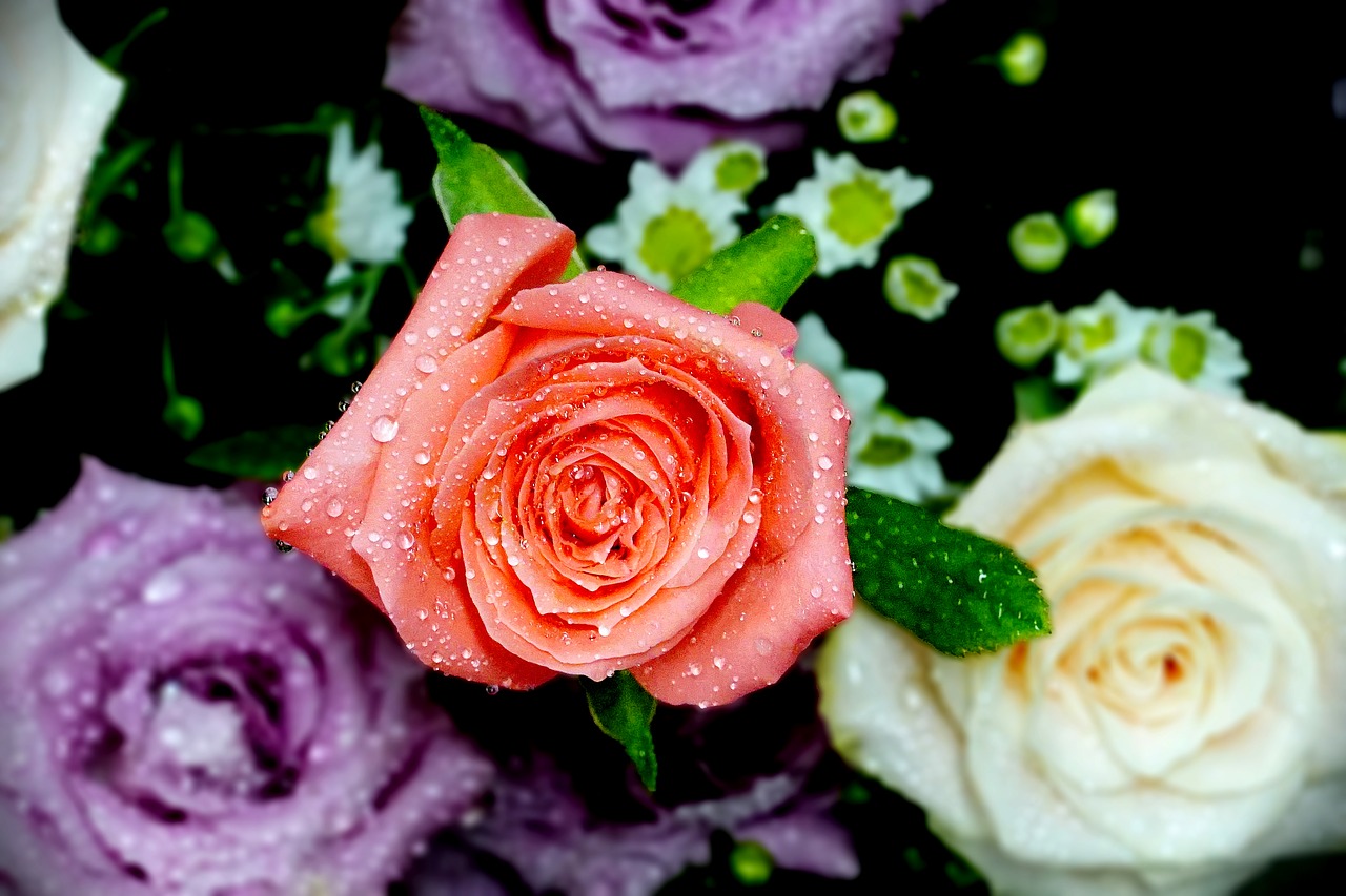 pink rose rose trickle free photo