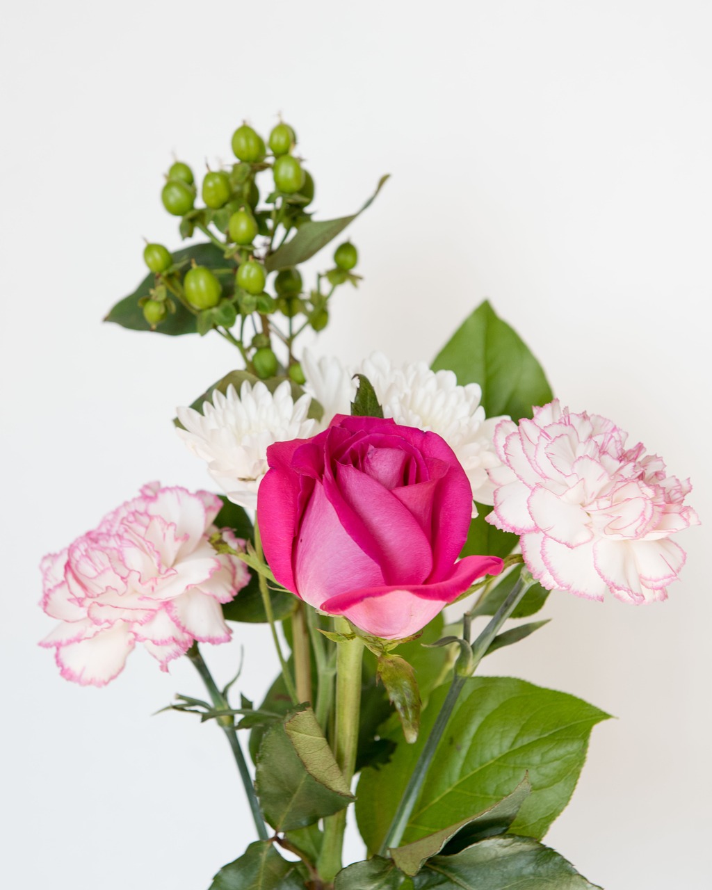 pink rose flower white background free photo