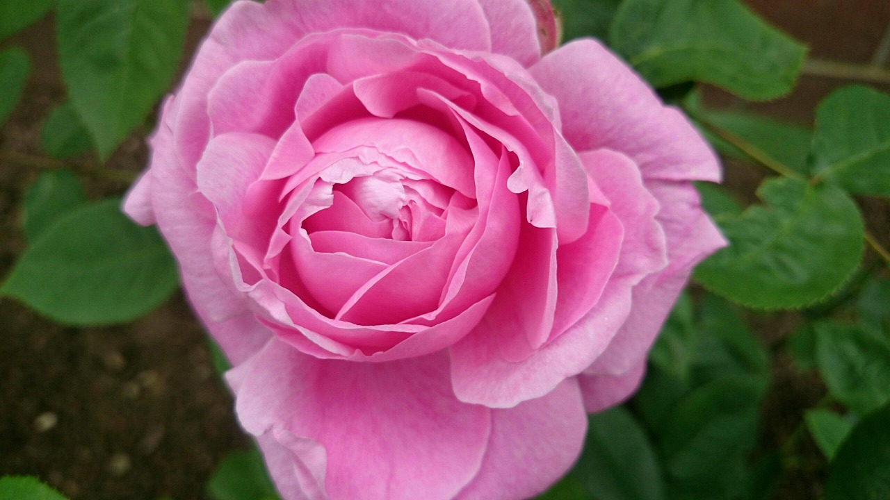 pink rose flower garden free photo