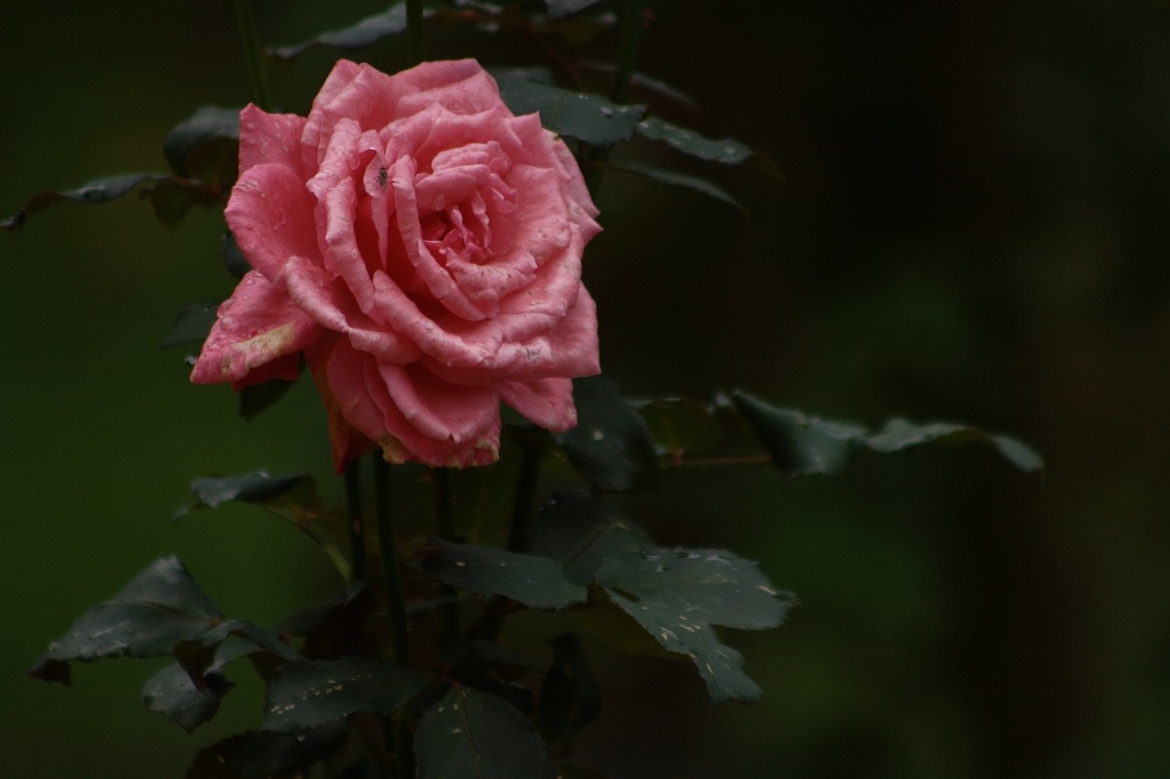 pink rose rose rose flower free photo