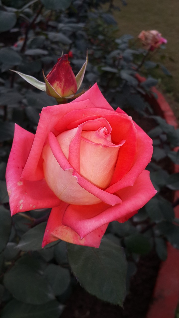 pink rose beauty of nature flower free photo