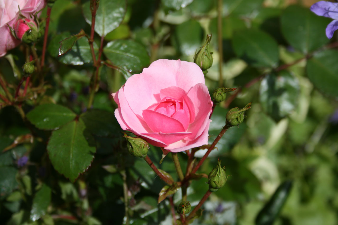 pink flower rose free photo