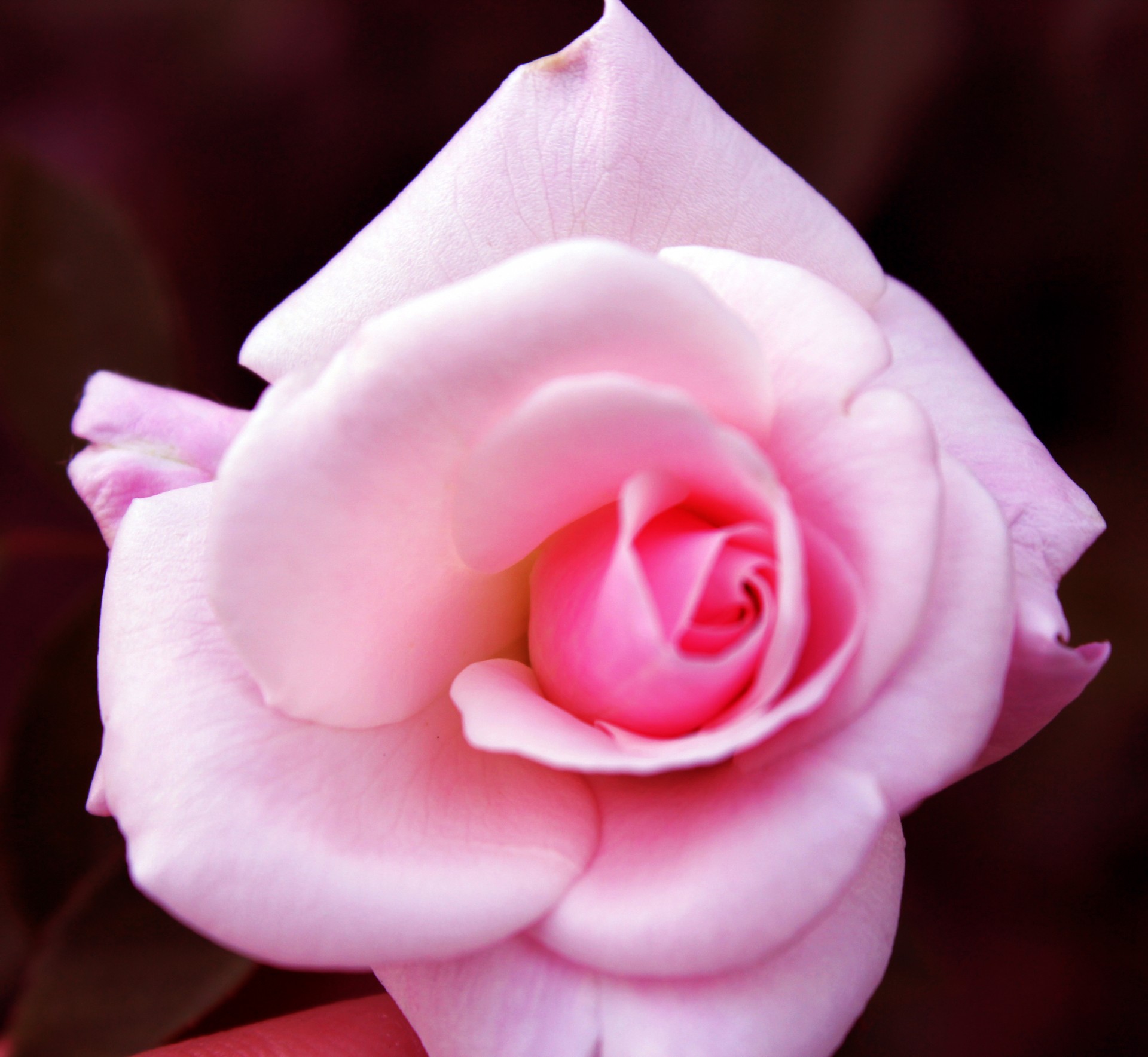 pink rose rose macro free photo