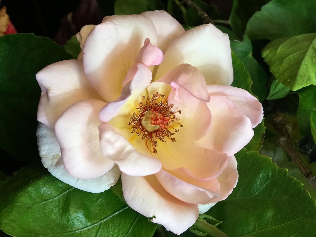 pink rose  pistils  flower free photo