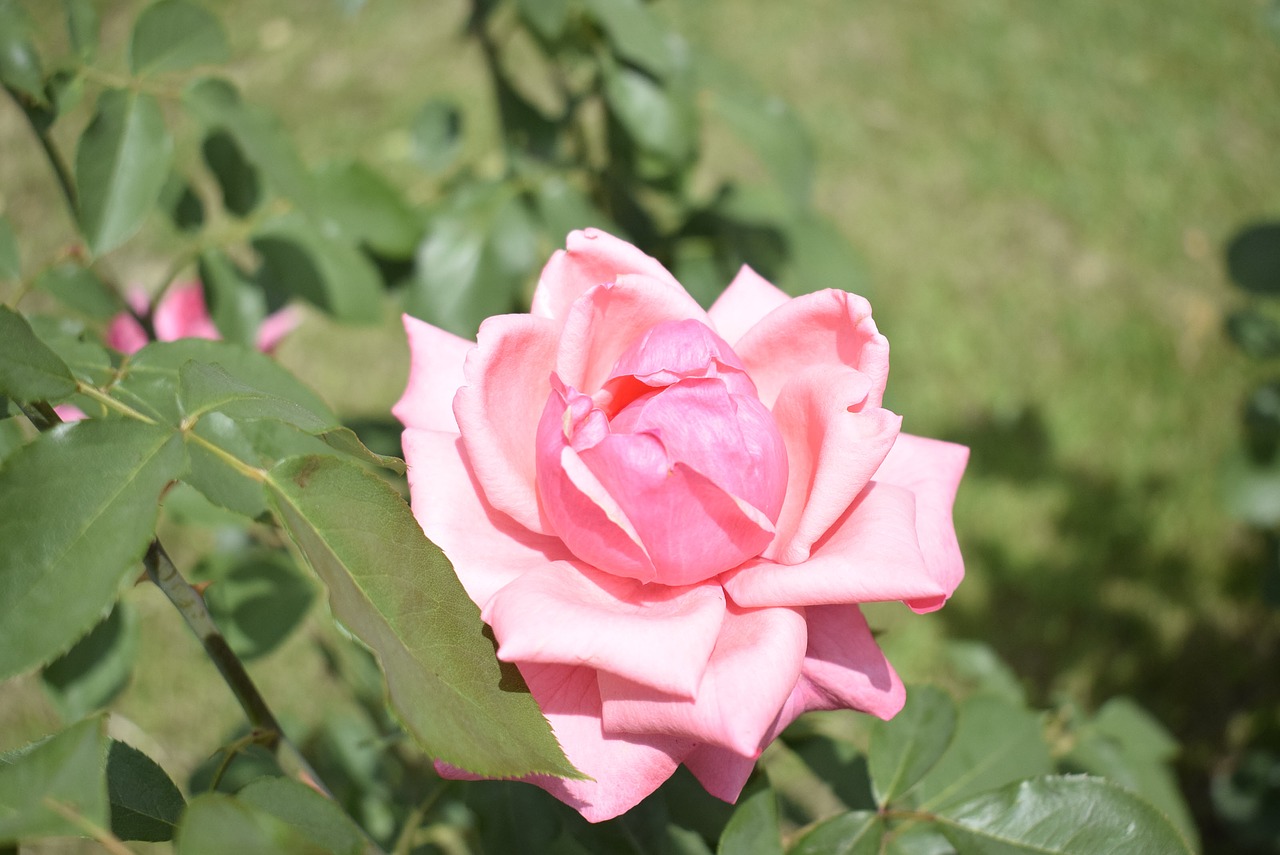 pink rose  green background  rose free photo