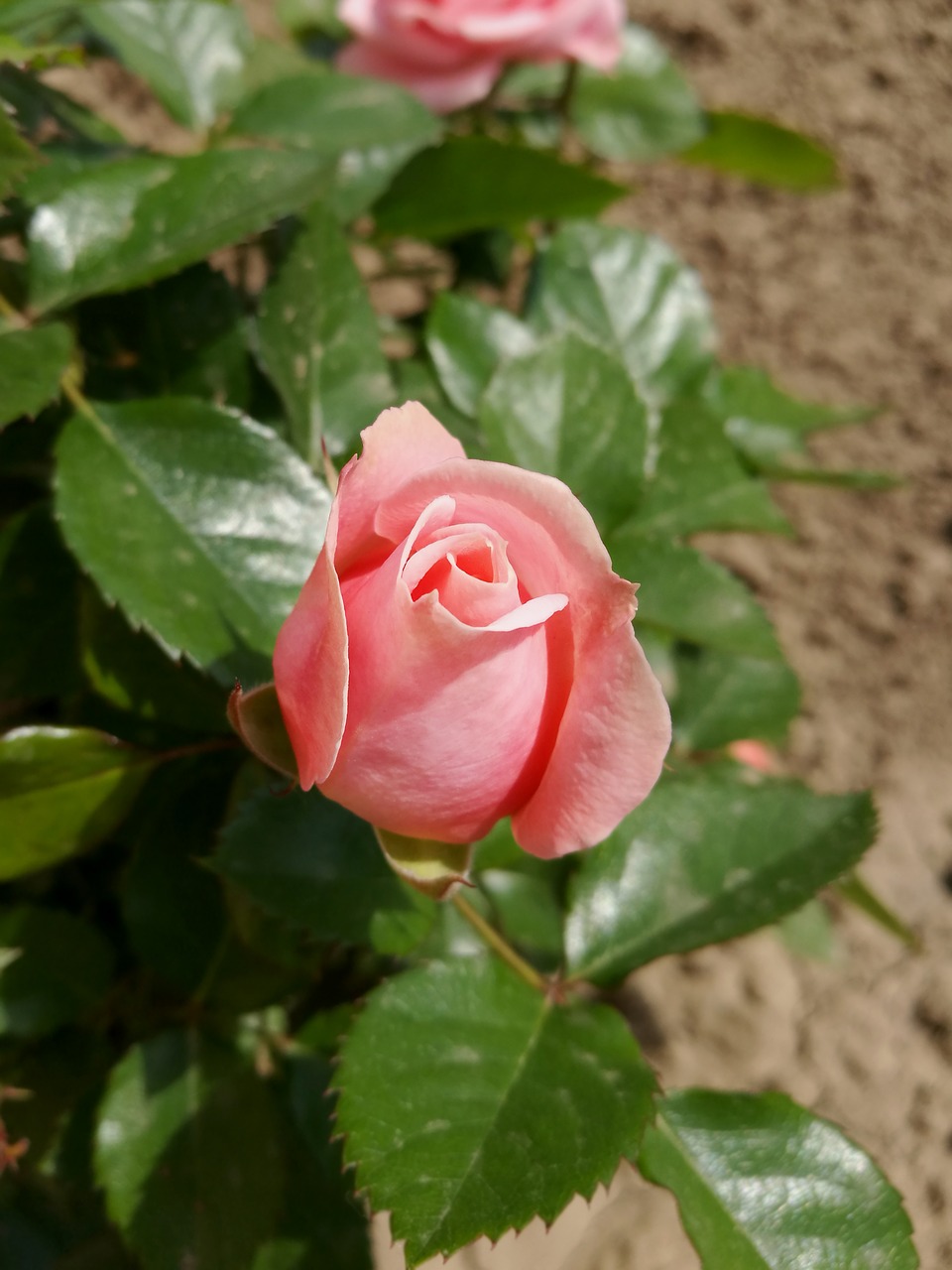 pink rose  macro  summer free photo