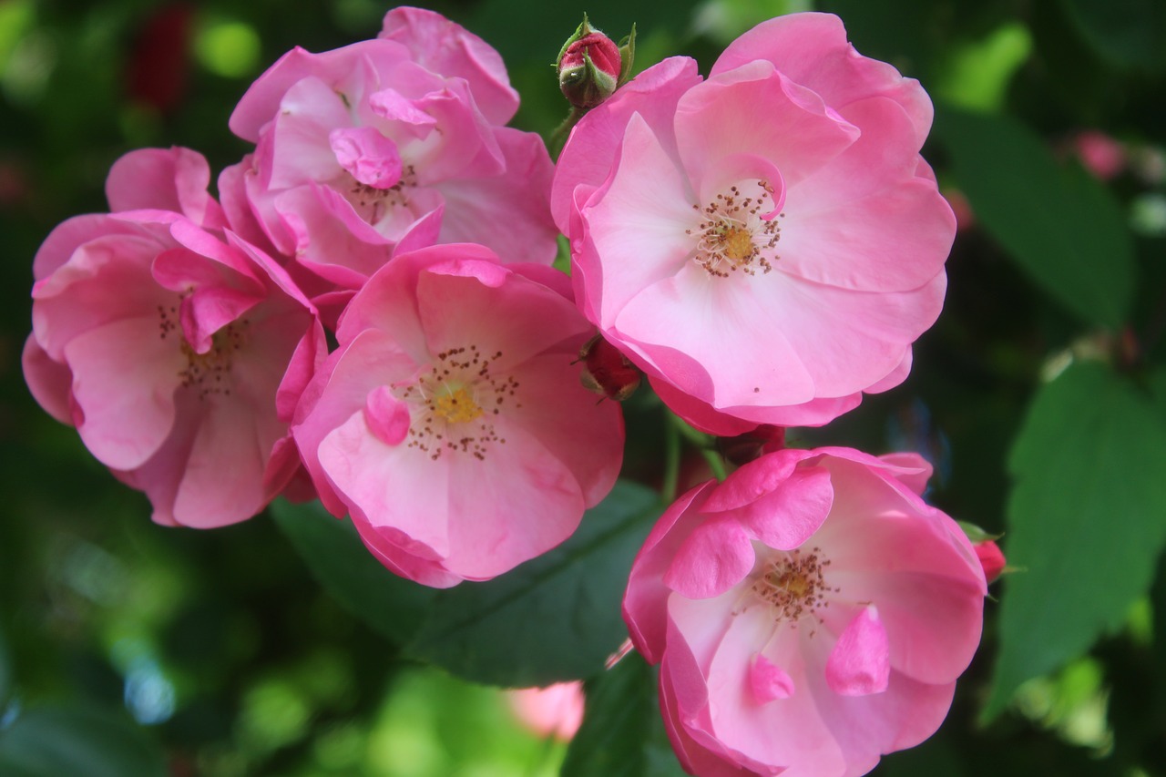 pink rose  flower  rose free photo