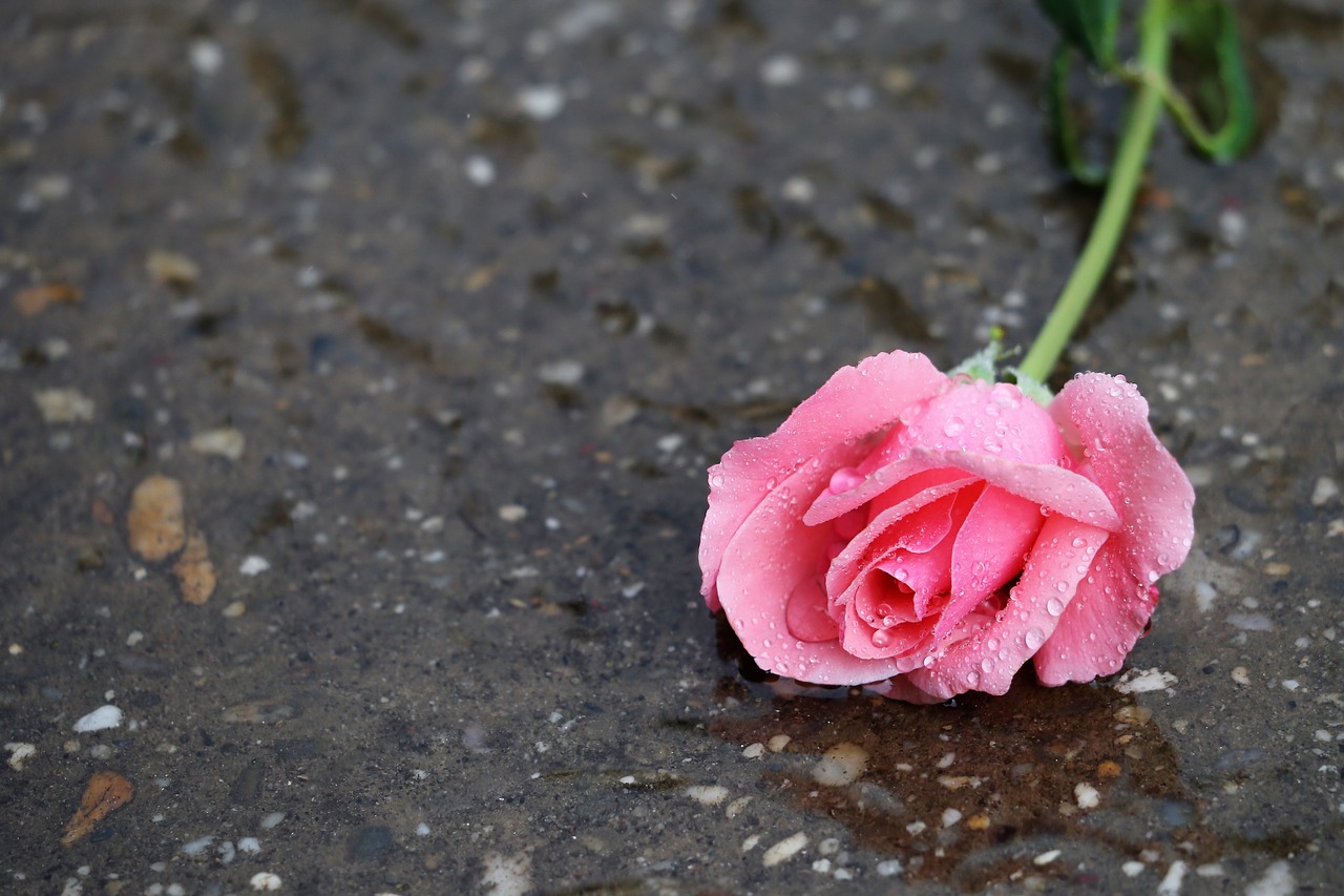 pink rose papillon  in water  wet free photo