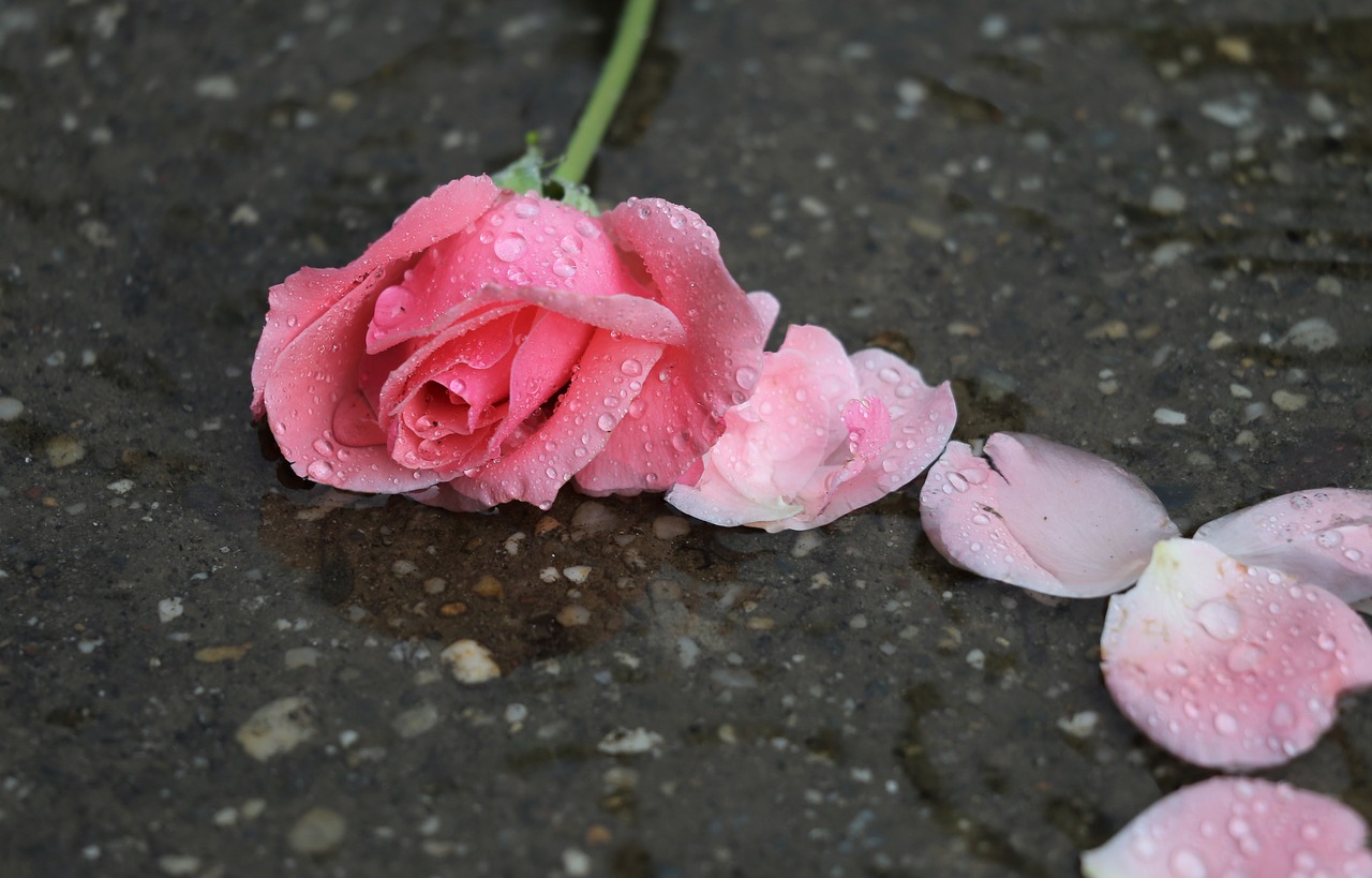 pink rose papillon  petals  in water free photo