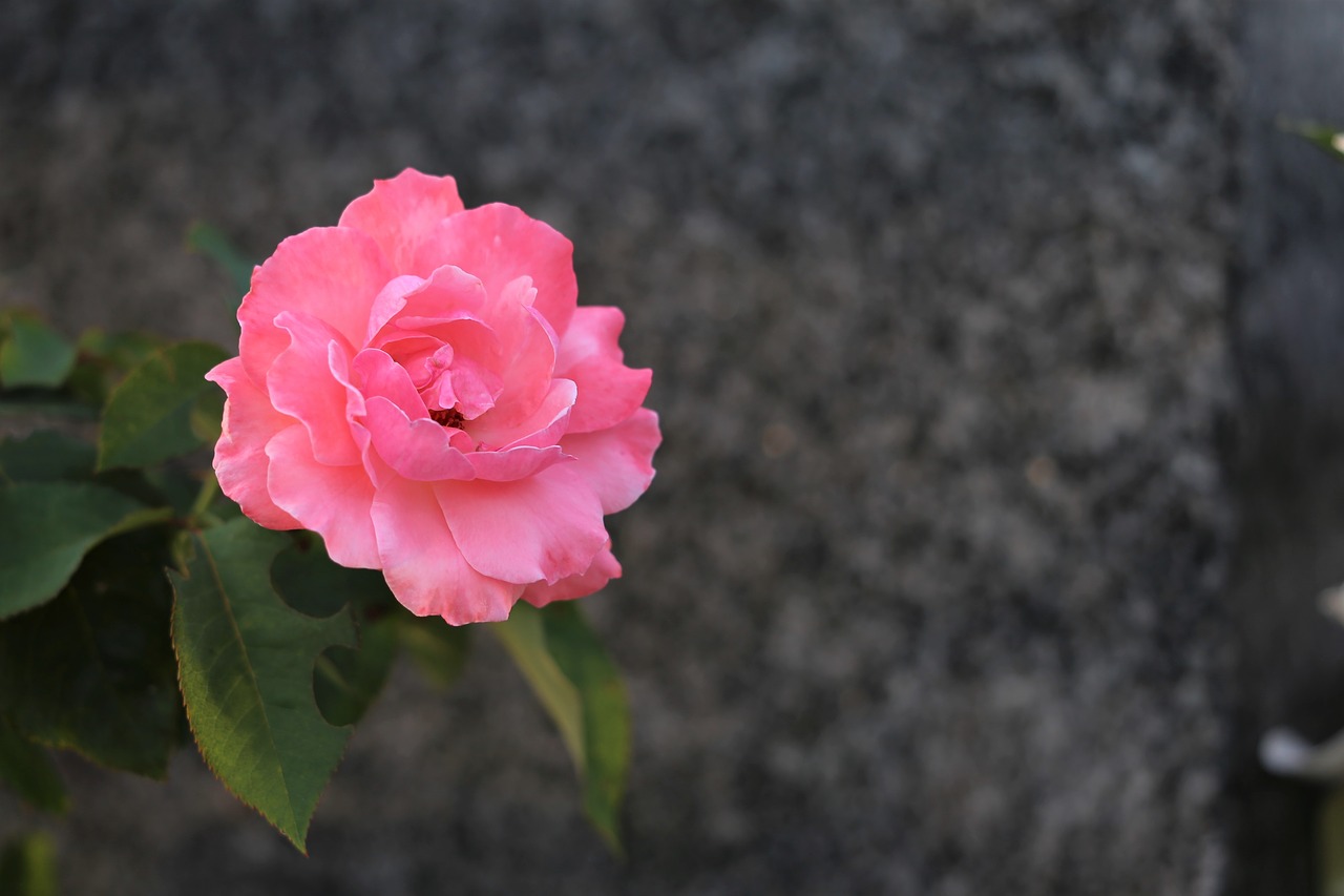 pink rose  bloom  flower free photo