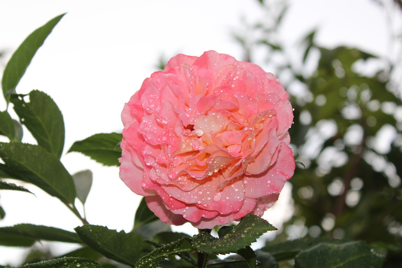 pink rose  rose  flower free photo