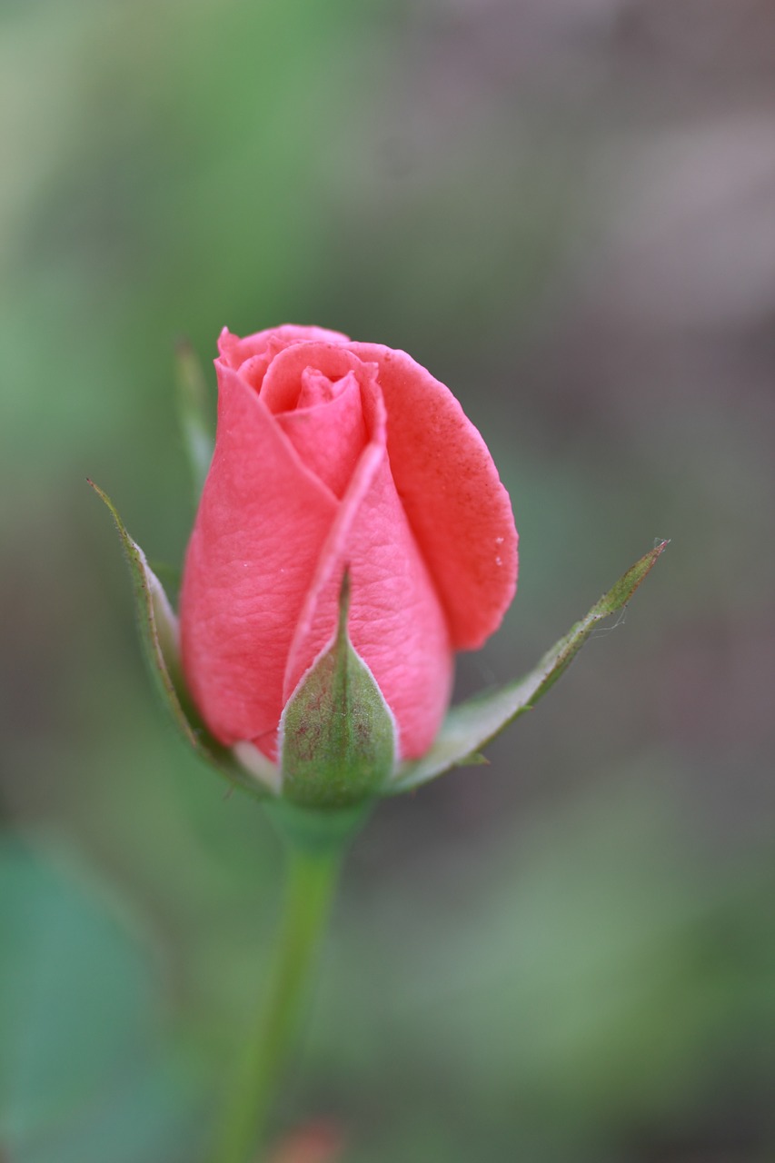 pink rose rose flower free photo