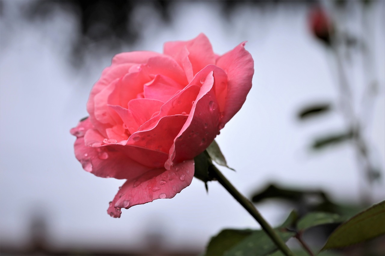 pink rose  after rain  flower free photo