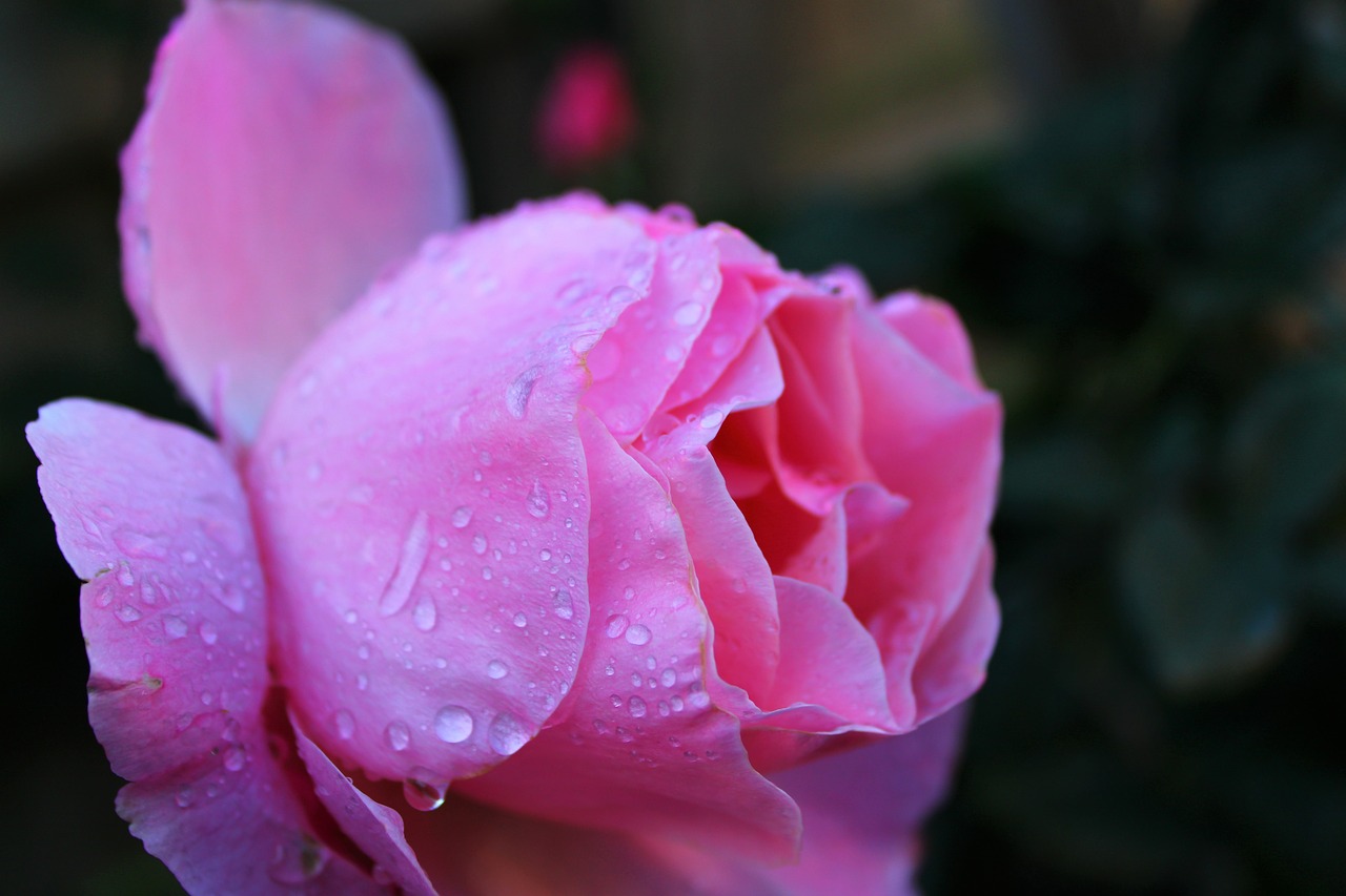 pink rose  drops  feeling free photo