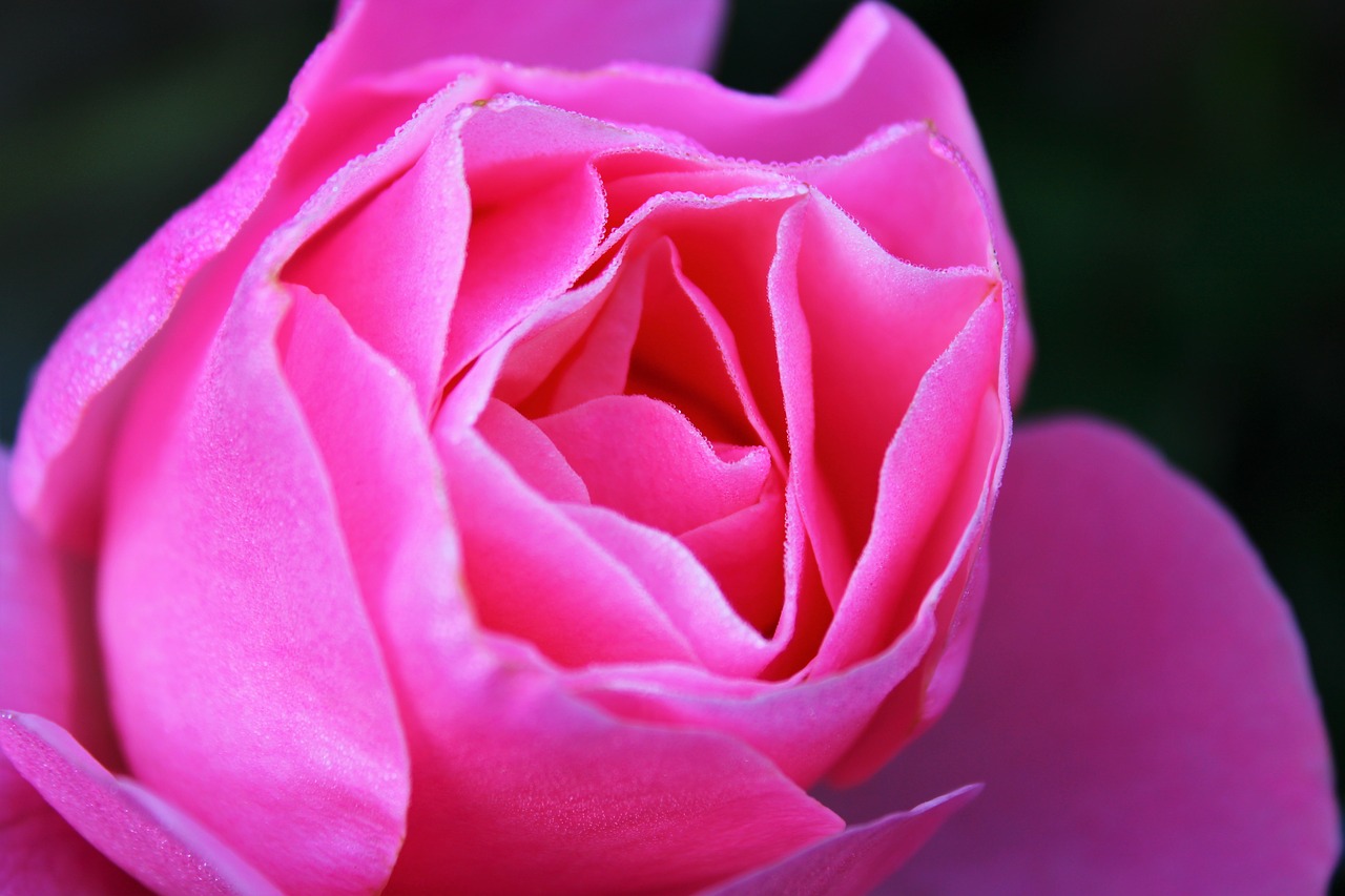 pink rose  rose  feeling free photo