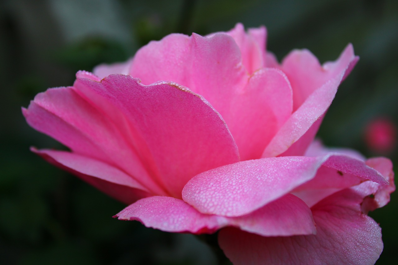 pink rose  rose  feeling free photo