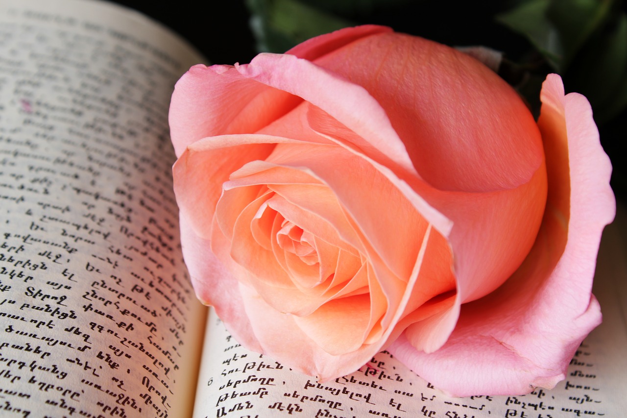 pink rose  book  background free photo