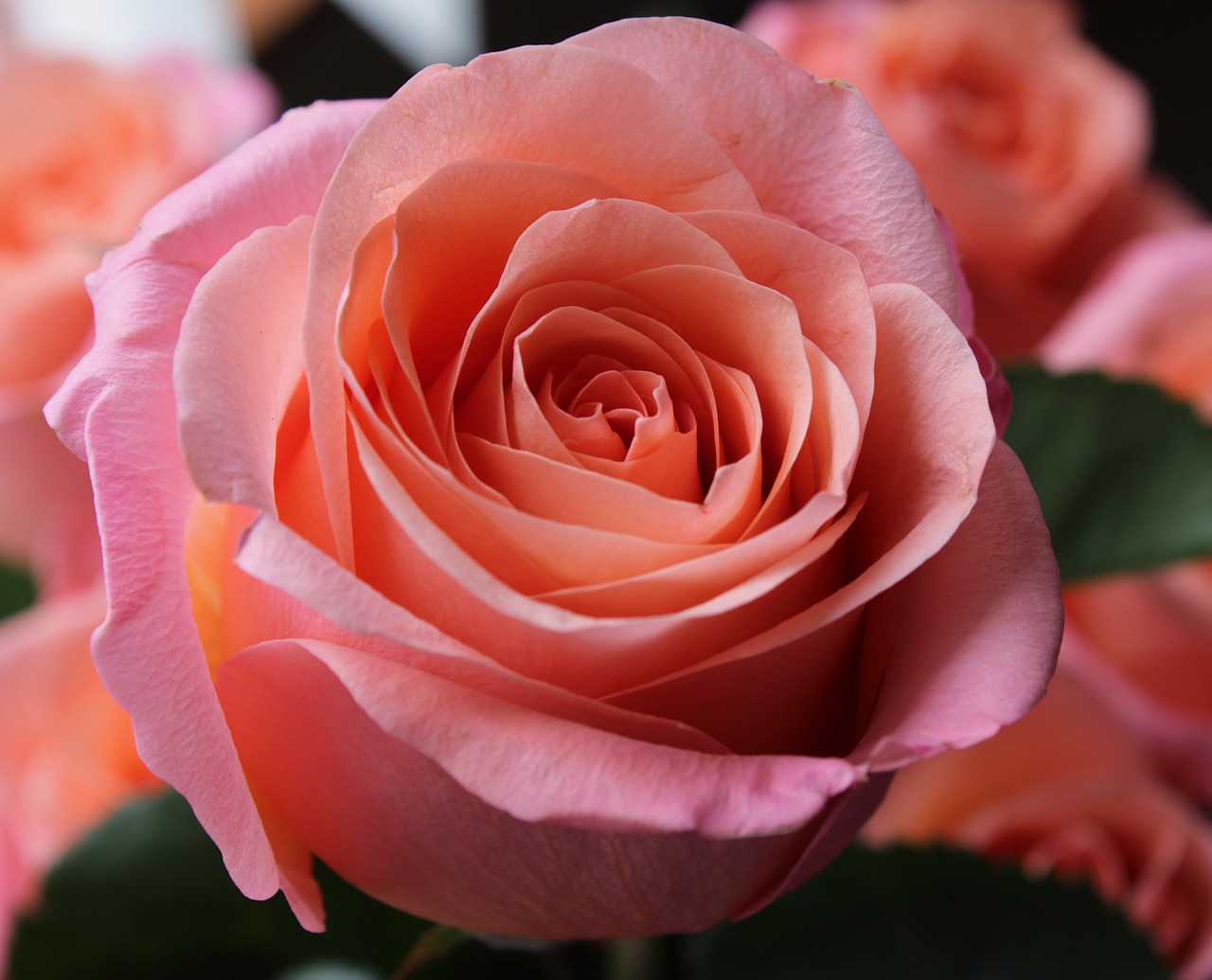 Download Free Photo Of Pink Rose Rose Background Passion