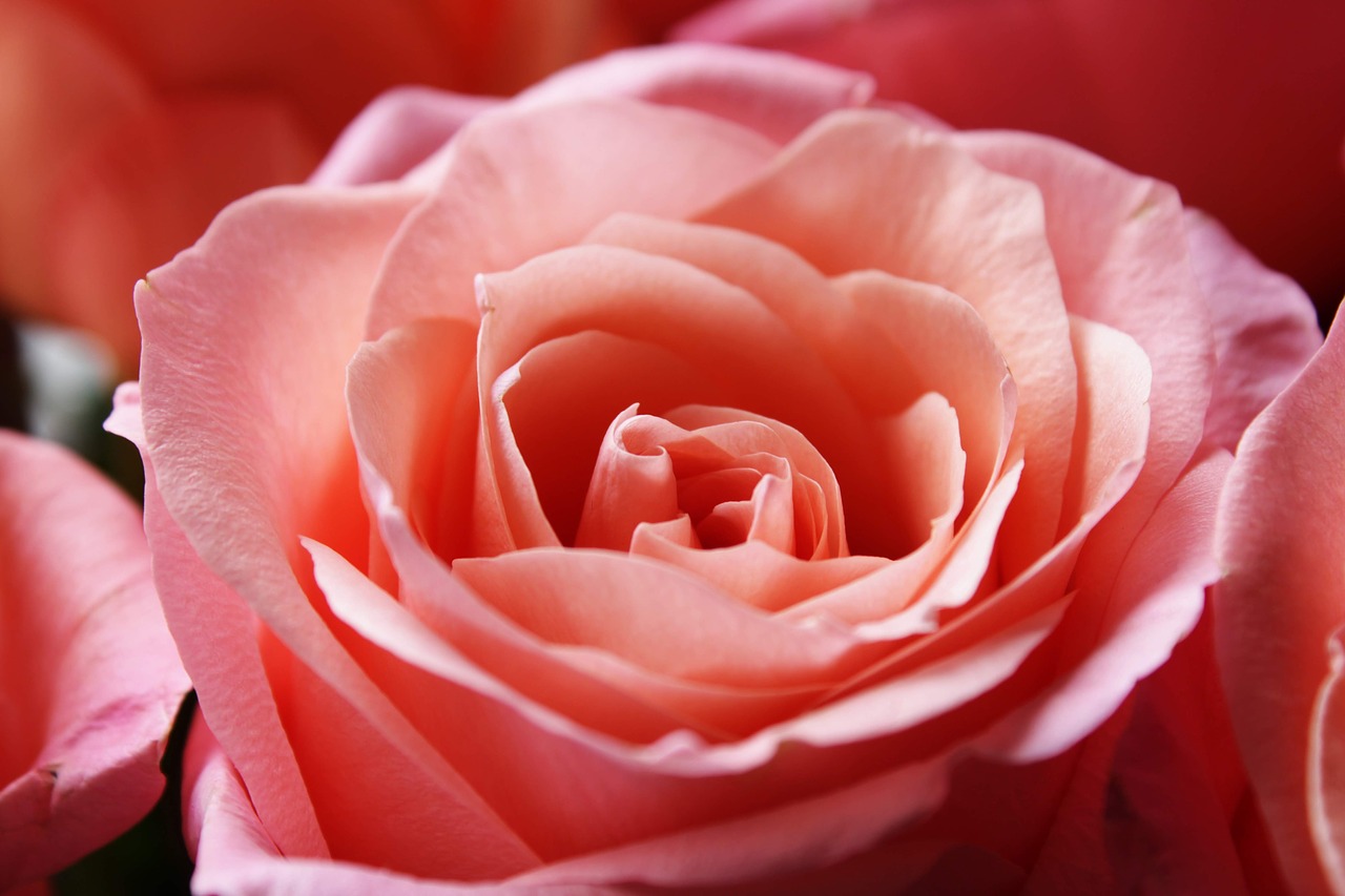 pink rose  background  passion free photo