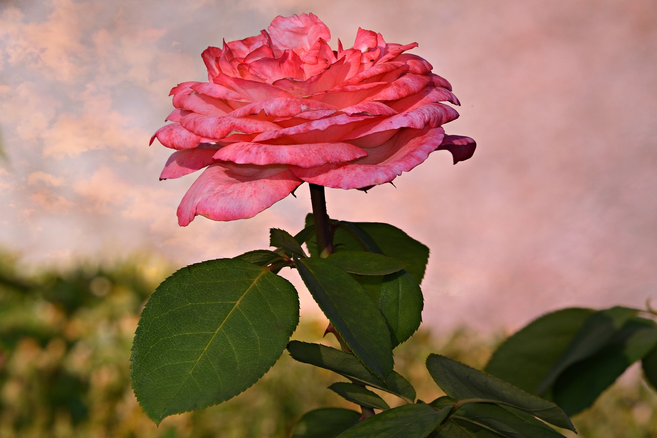 pink rose  flower  plant free photo