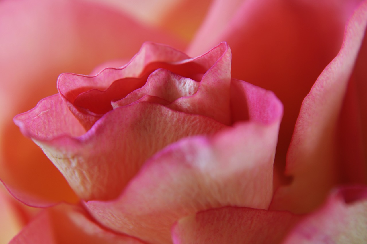 pink rose  rose  feeling free photo