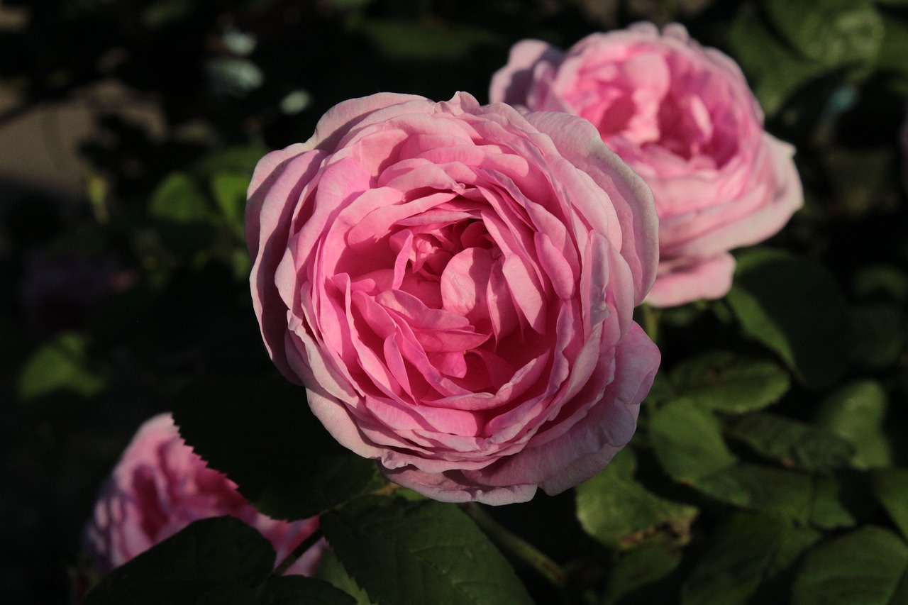 pink rose  shrub  bloom free photo