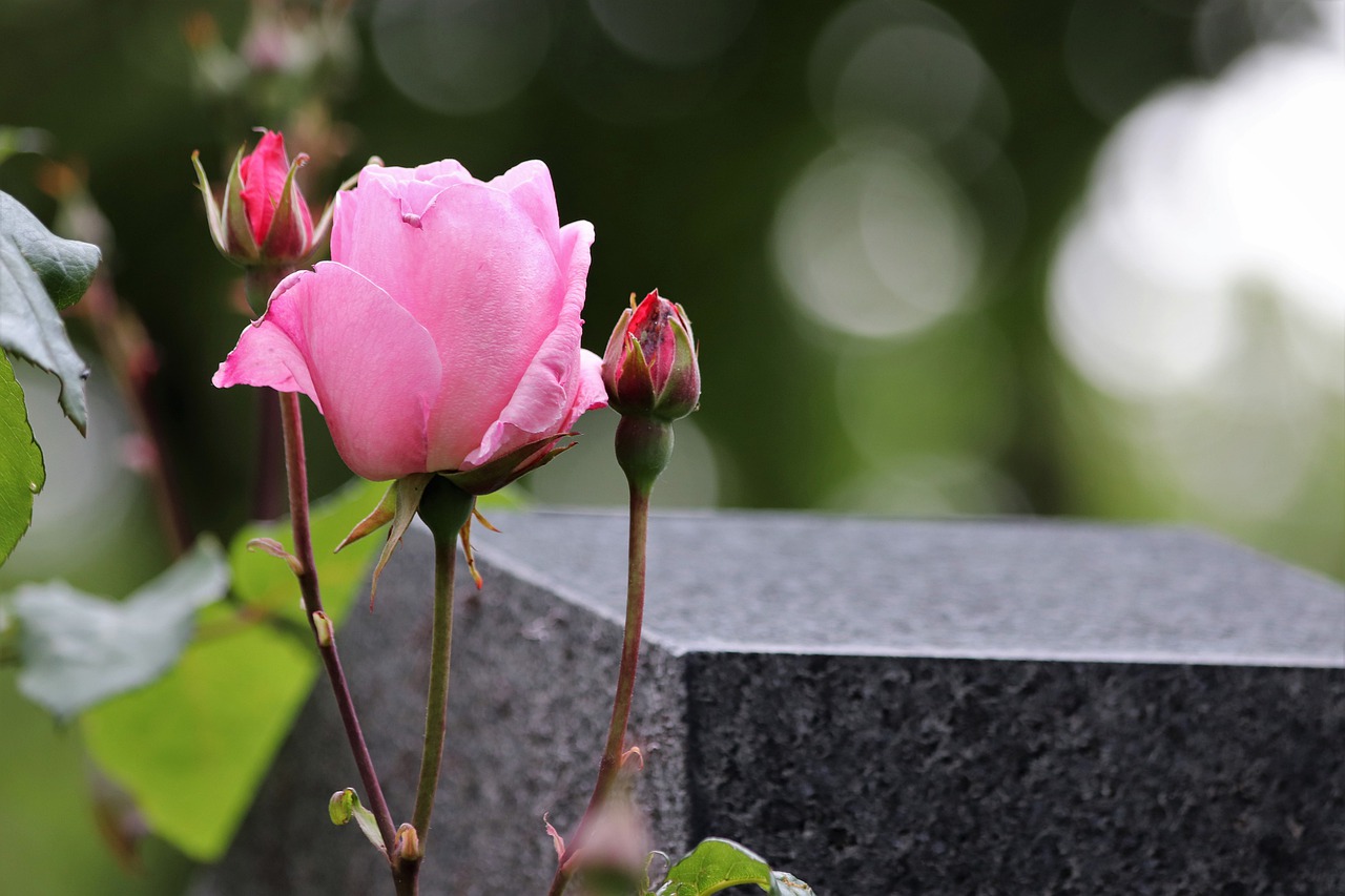 pink rose  buds  gravestone free photo