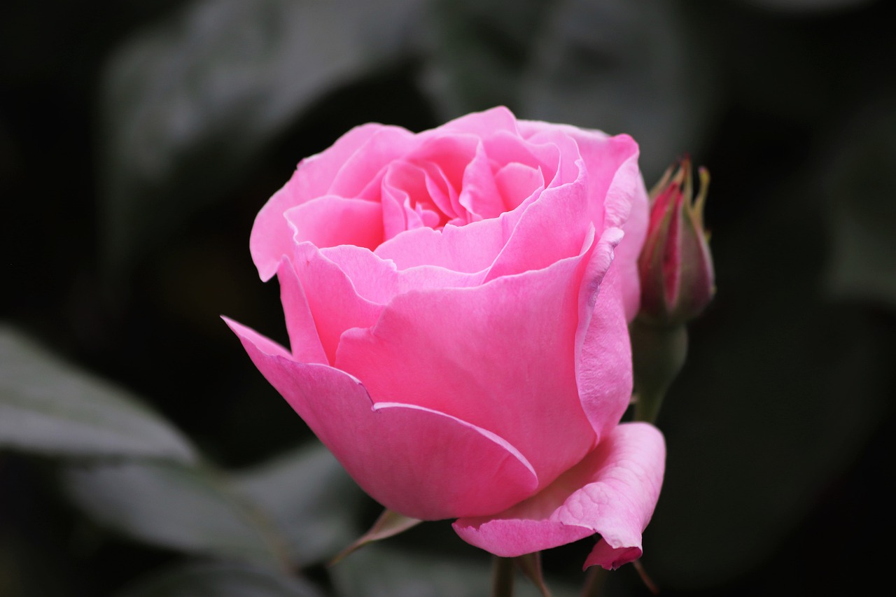 pink rose  blooming  romantic free photo