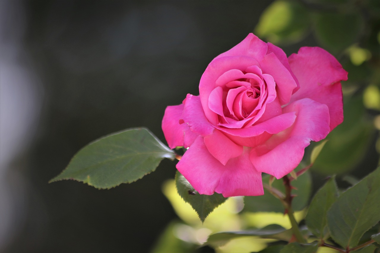 pink rose  blooming  romantic free photo