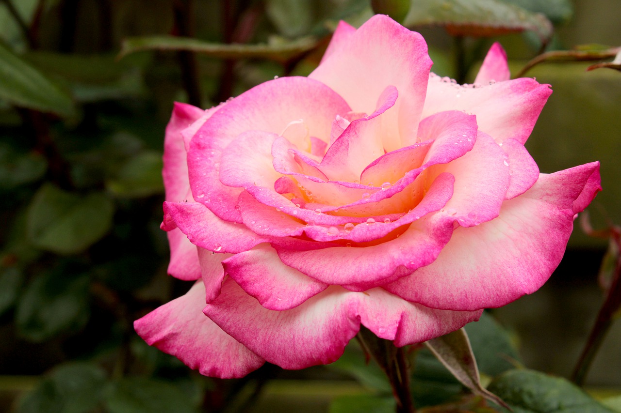 pink rose  bicolor rose  rose free photo