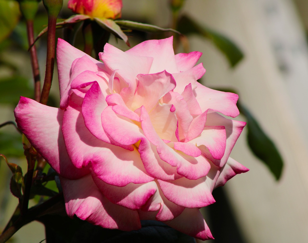 pink rose  bicolor rose  rose free photo