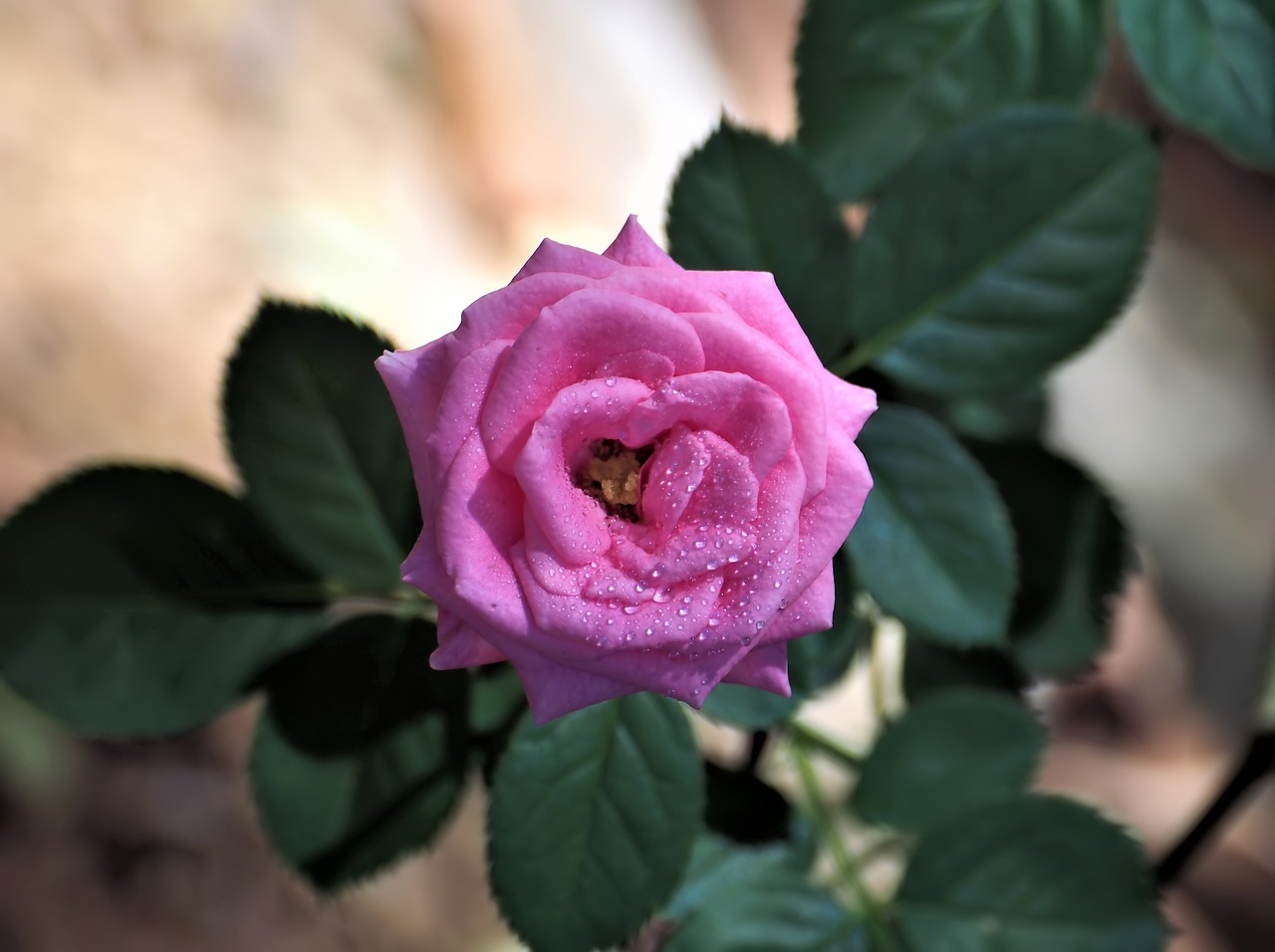 pink rose  small  plant free photo