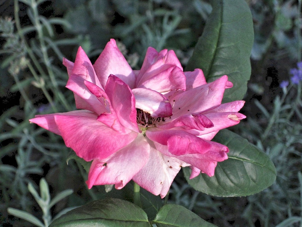 pink rose summer garden canada free photo