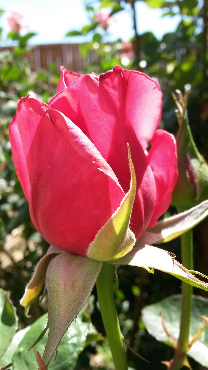 pink rose sky rose free photo